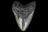 Fossil Megalodon Tooth - Very Heavy Tooth #75536-1